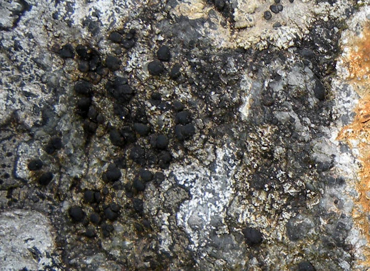 Su roccia silicea